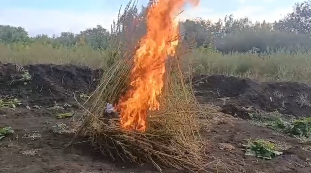 Конопля в Армавире