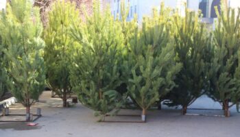 Елочный базар