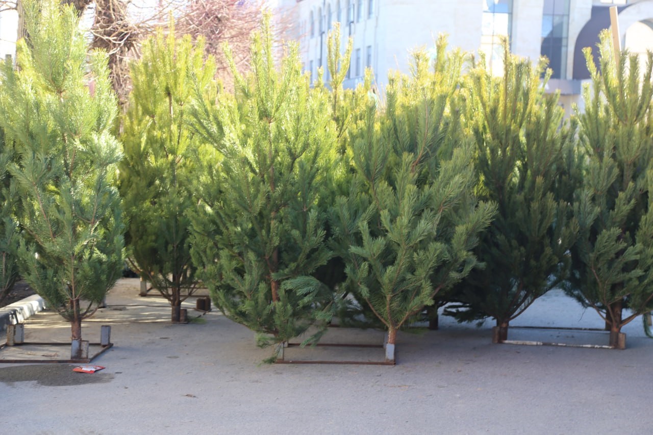 Елочный базар