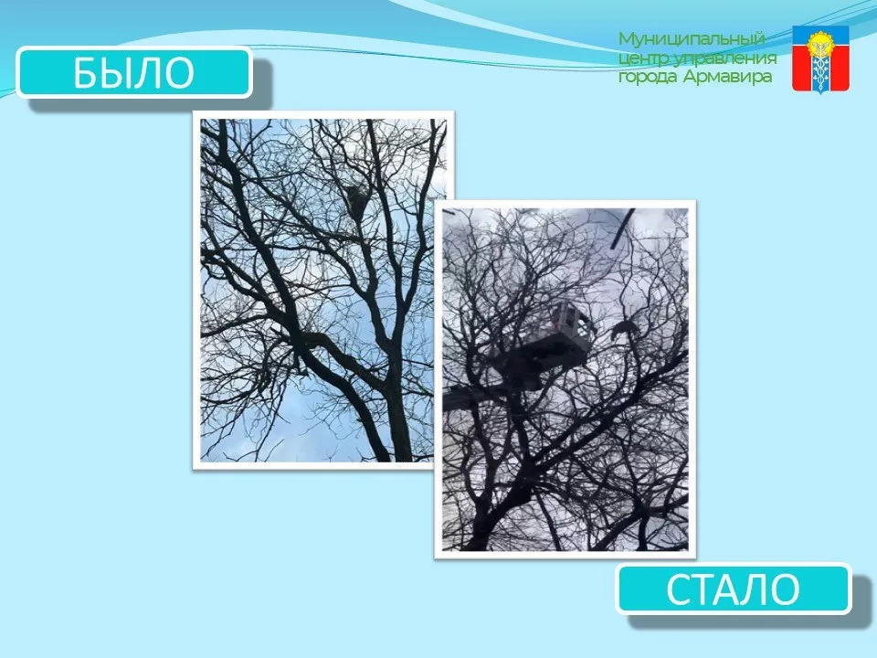 Енот на дереве