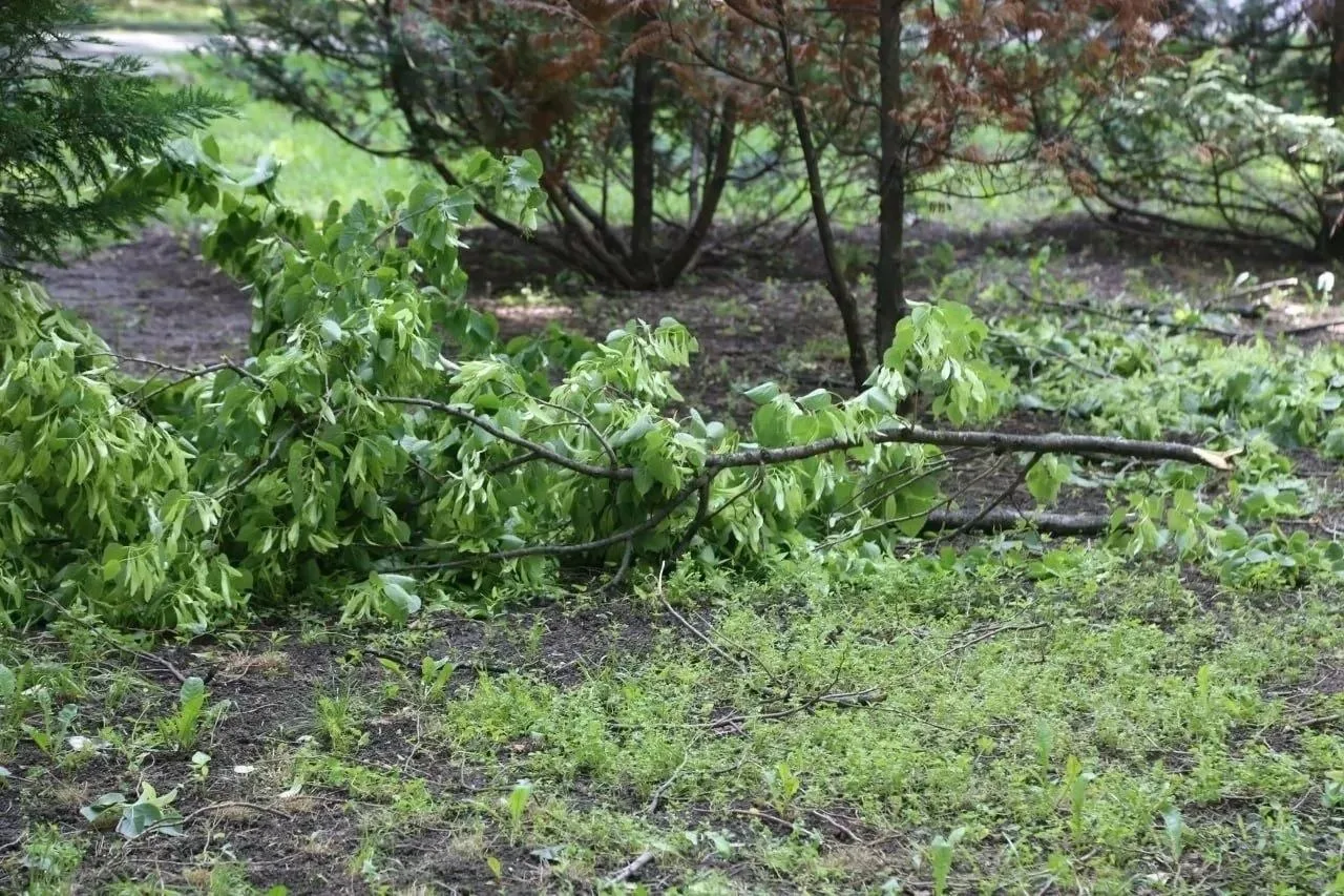 Упавшее дерево